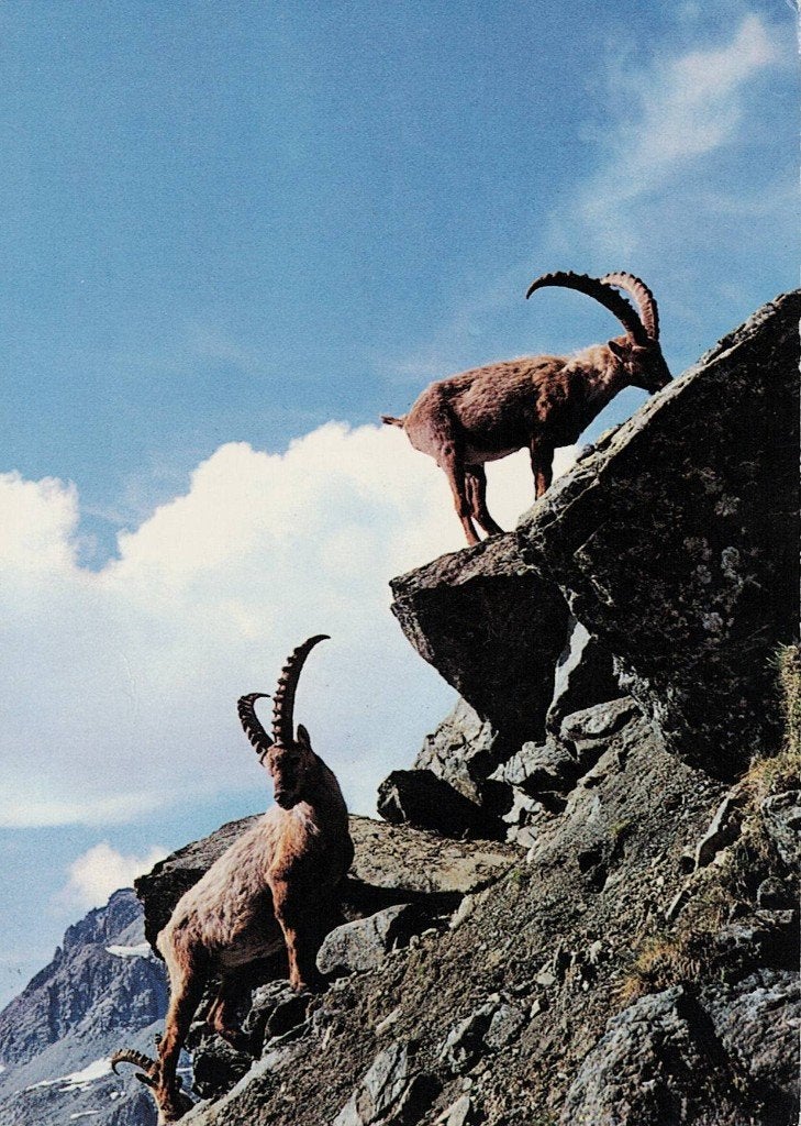 2 steenbokken beklemmen de berg 301, Verzamelen, Ansichtkaarten | Dieren, Verzenden, 1960 tot 1980, Gelopen, Waterdier