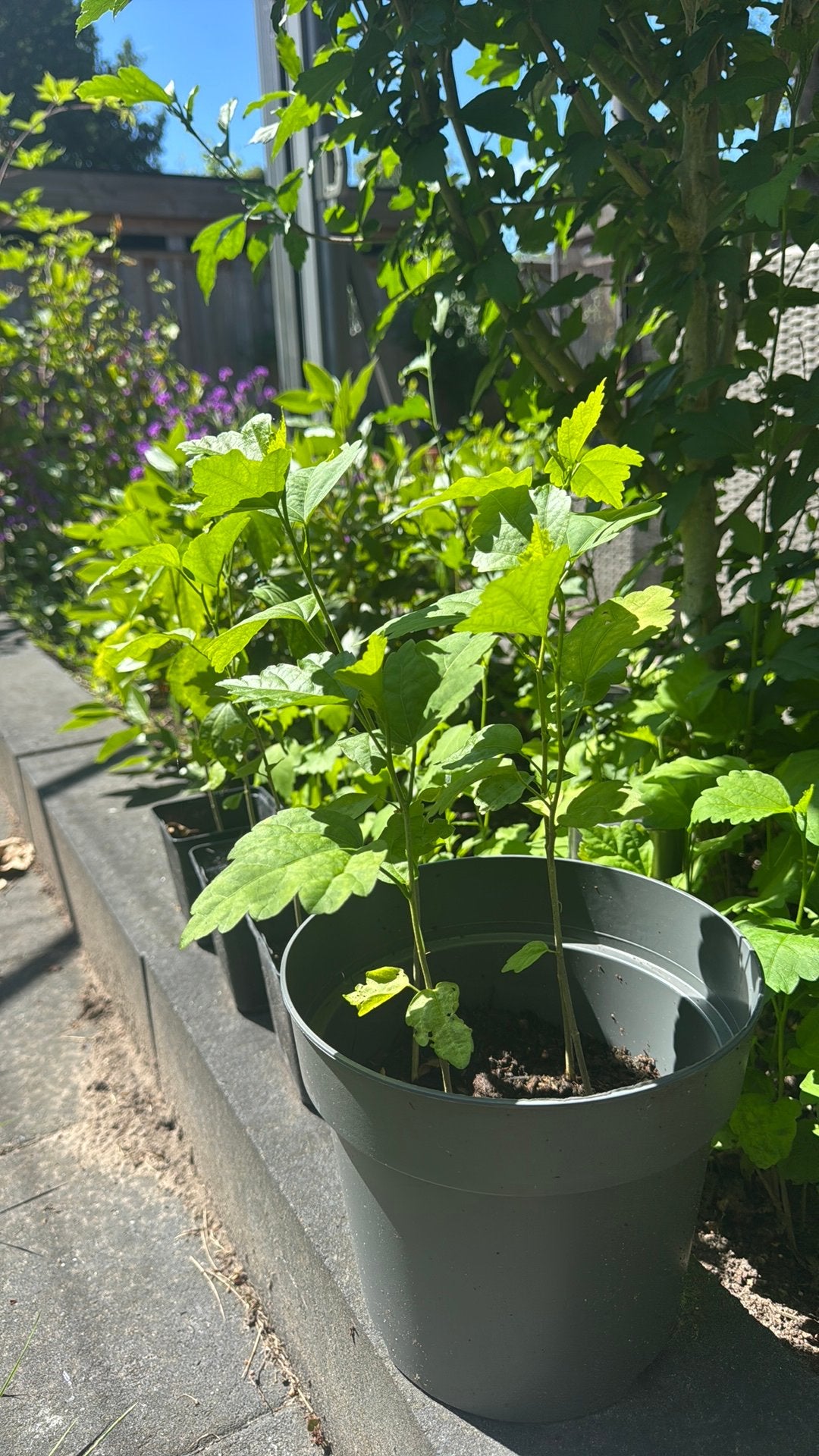Hibiscus plantjes 50 cm, Tuin en Terras, Planten | Bomen, Overige soorten, Minder dan 100 cm, Zomer, Ophalen