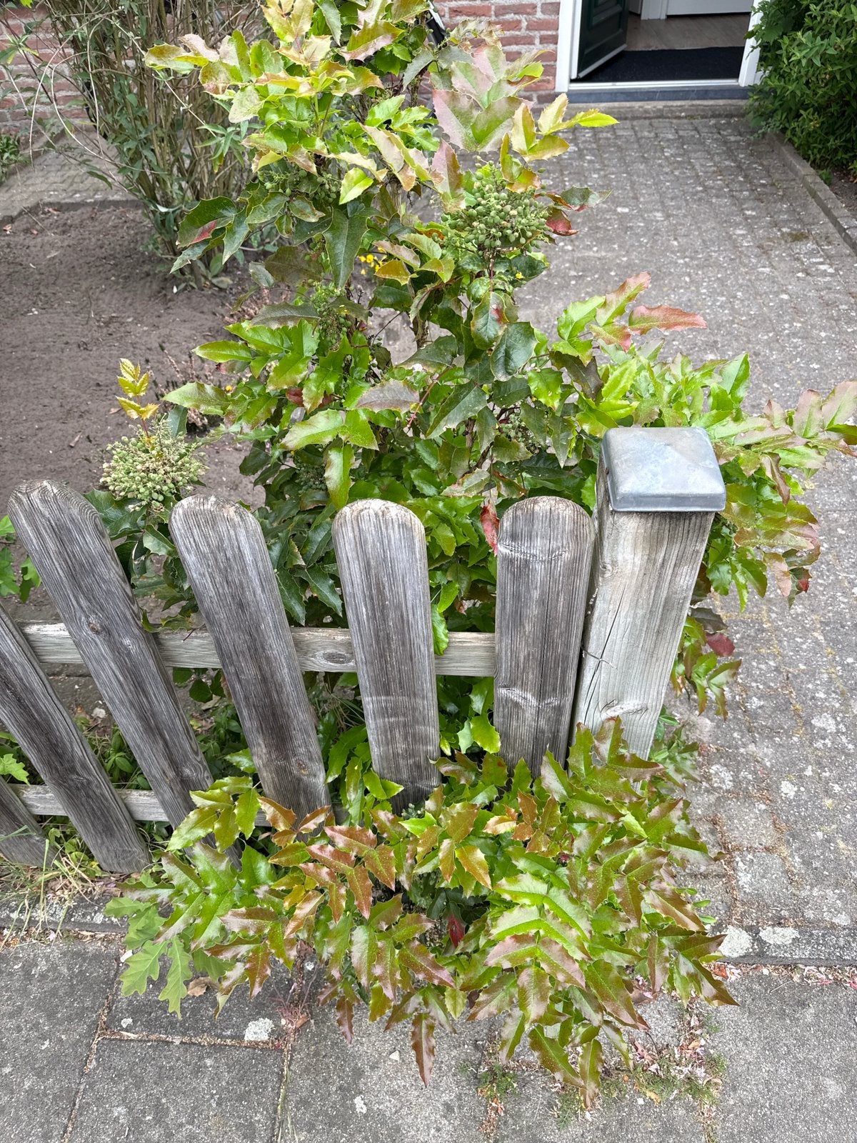 GRATIS Tuinplant: Mahonie, Tuin en Terras, Volle zon, Vaste plant, Zomer, Ophalen