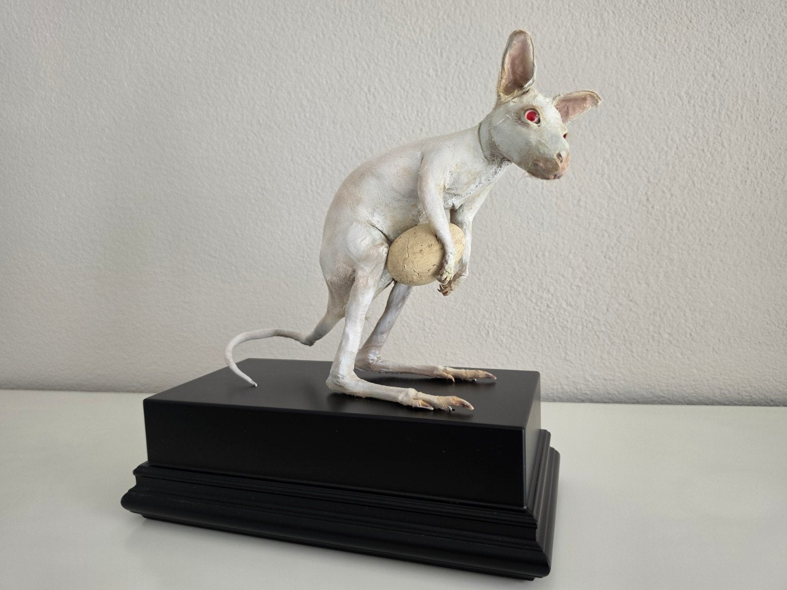 Unieke baby Albino Walibi Taxidermie - Opgezet Dier, Ophalen of Verzenden, Zo goed als nieuw, Wild dier, Opgezet dier