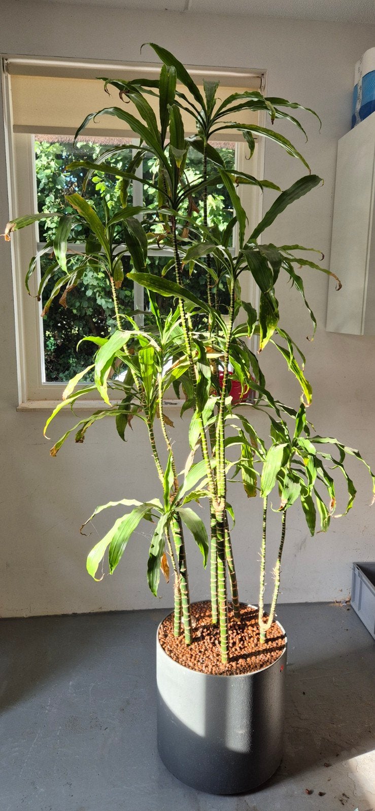 Grote groene plant in pot - ca. 200 cm, Huis en Inrichting, Ophalen, Overige soorten, Halfschaduw, In pot