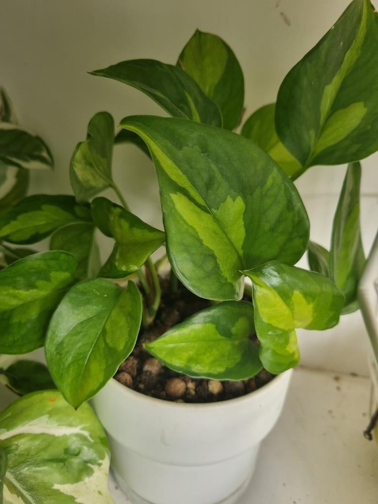 epipremnum global green stek, Huis en Inrichting, Kamerplanten, Ophalen of Verzenden, Halfschaduw, Minder dan 100 cm