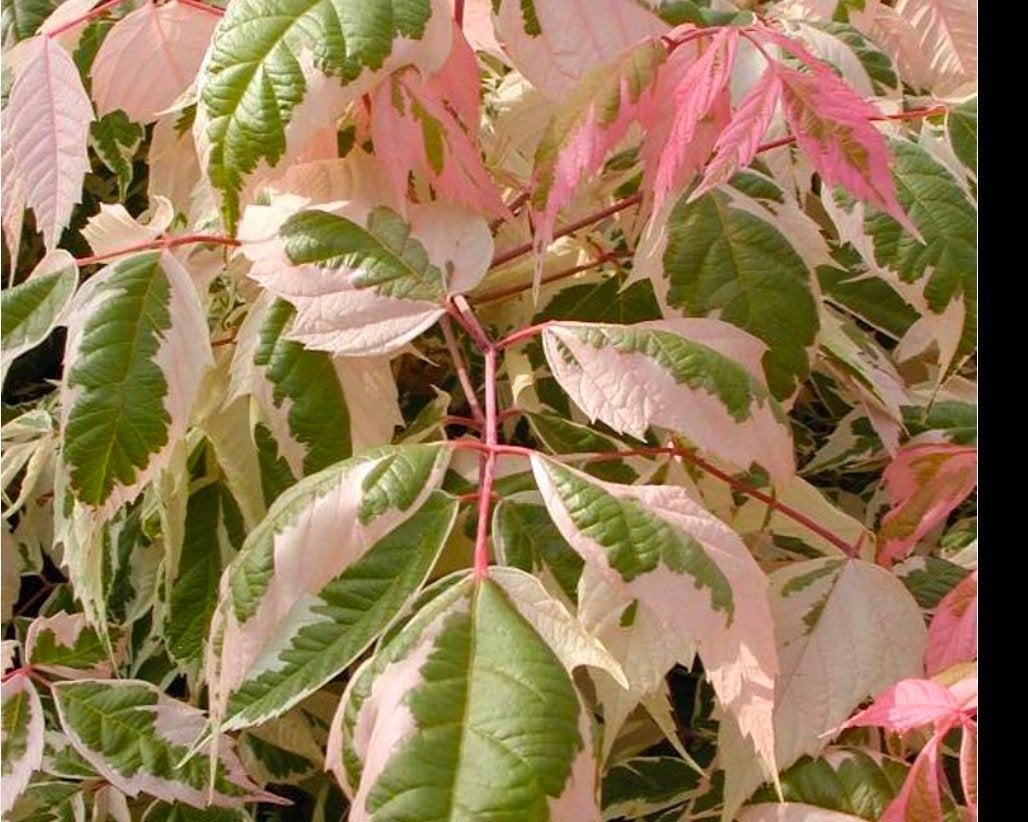 acer negundo flamingo, Tuin en Terras, Bloeit niet, Overige soorten, 250 tot 400 cm, Ophalen