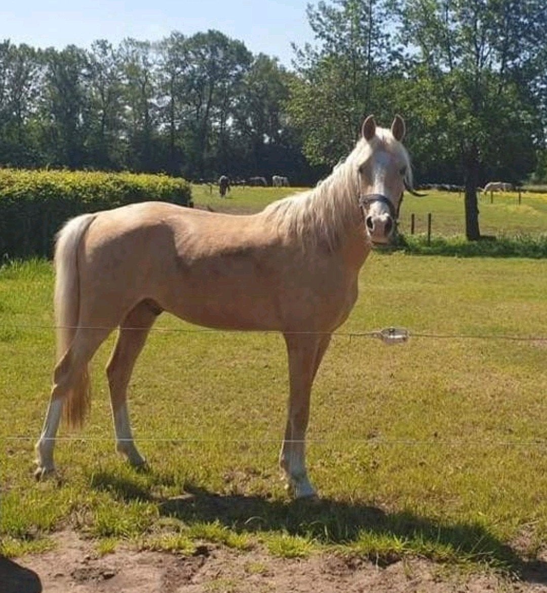 D Pony Ruin met Gouden karakter #Projectpony, Dieren en Toebehoren, Pony's, Ruin