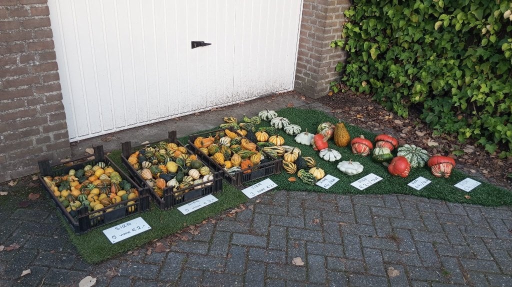 pompoenen: sierpompoenen, Ophalen, Nieuw