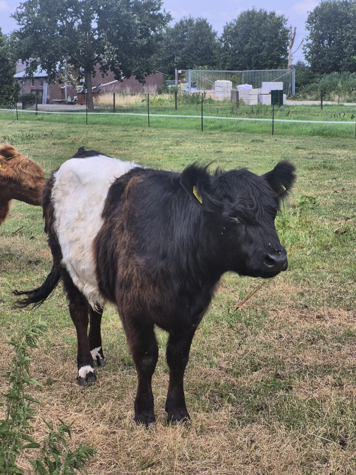 mini belted galloway vaarsje, Vrouwelijk, 0 tot 2 jaar