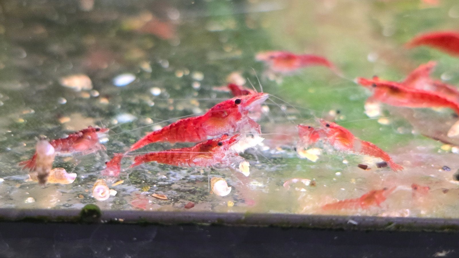 Neocaridina Red Cherry - Vuurgarnaal, Kreeft, Krab of Garnaal, Zoetwatervis, Schoolvis