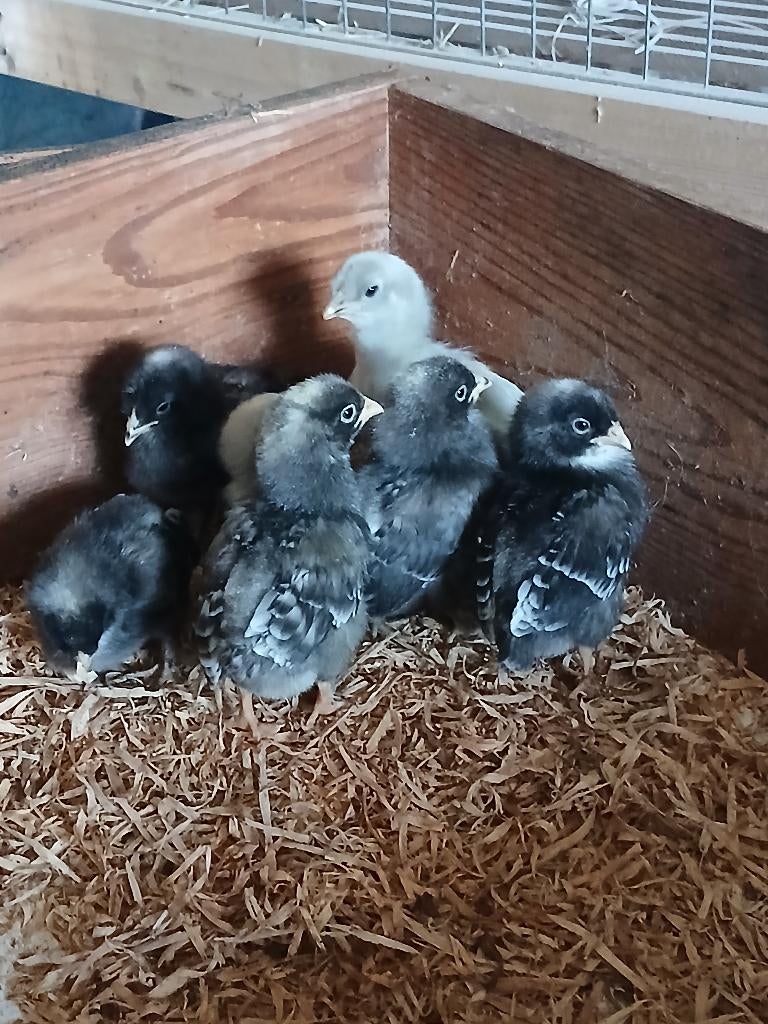 scheindelaar kuikens en hennen, Meerdere dieren, Kip