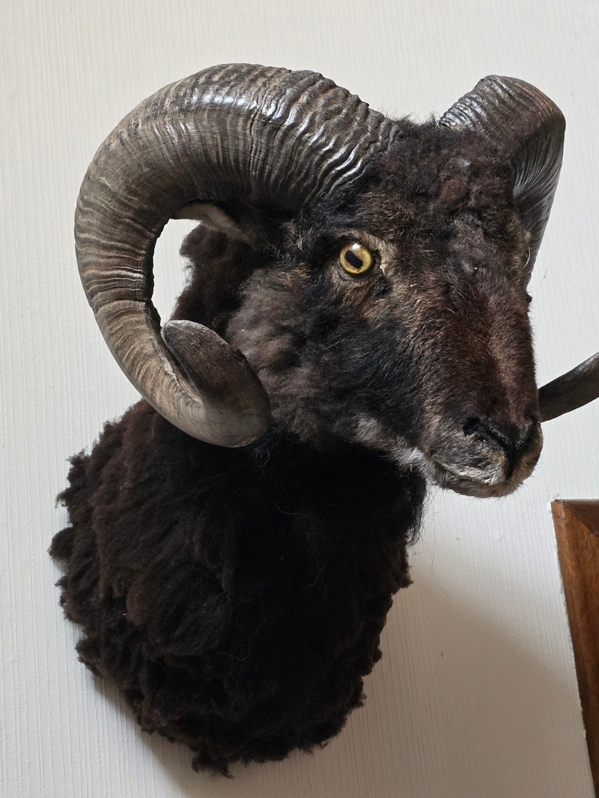 Opgezette Moufflonkop - Prachtige Wanddecoratie, Ophalen of Verzenden, Zo goed als nieuw, Wild dier, Gewei of Kop