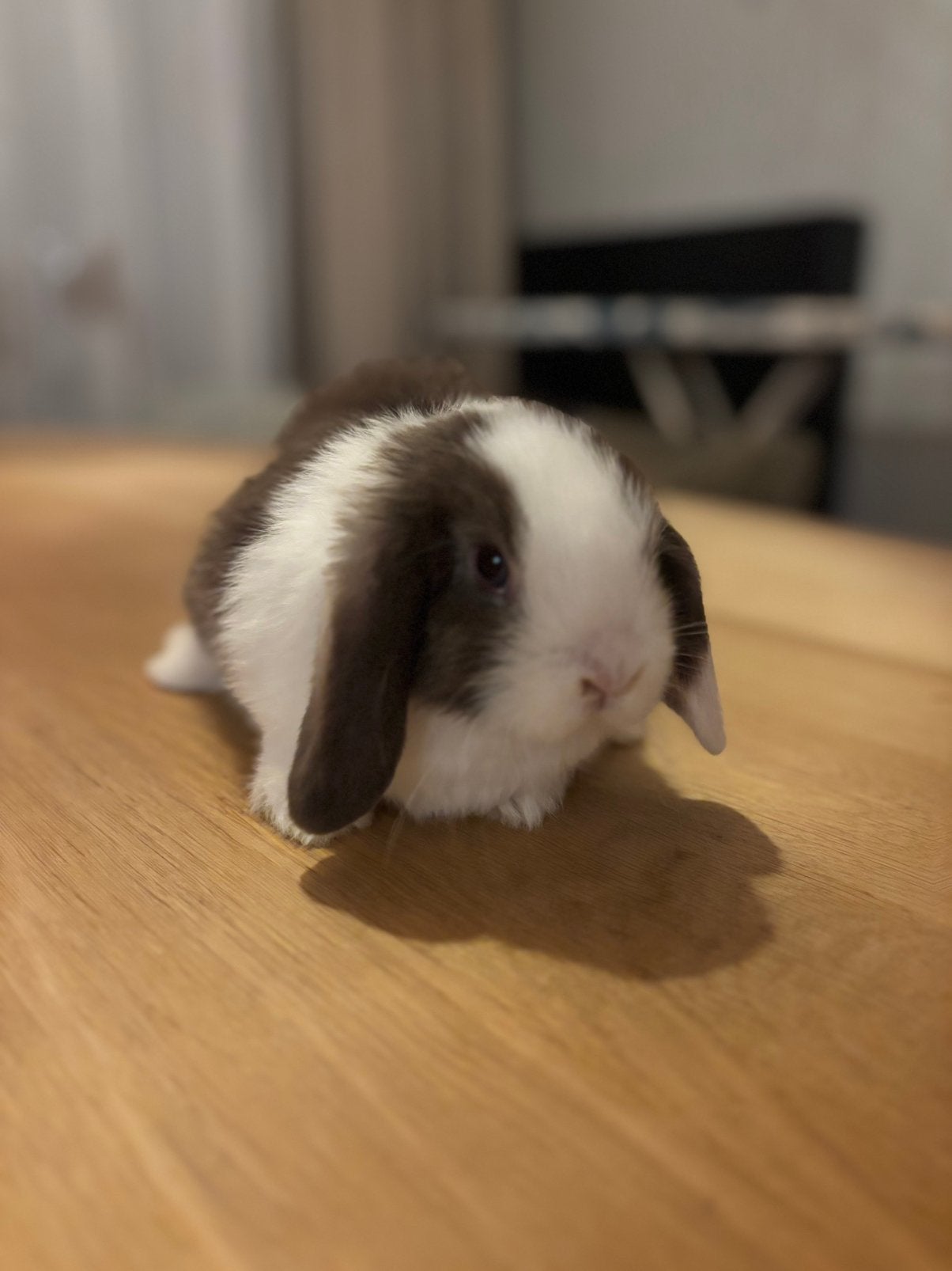Lief mannetjes konijn, Dieren en Toebehoren, Konijnen, Mannelijk, Dwerg, Hangoor, 0 tot 2 jaar