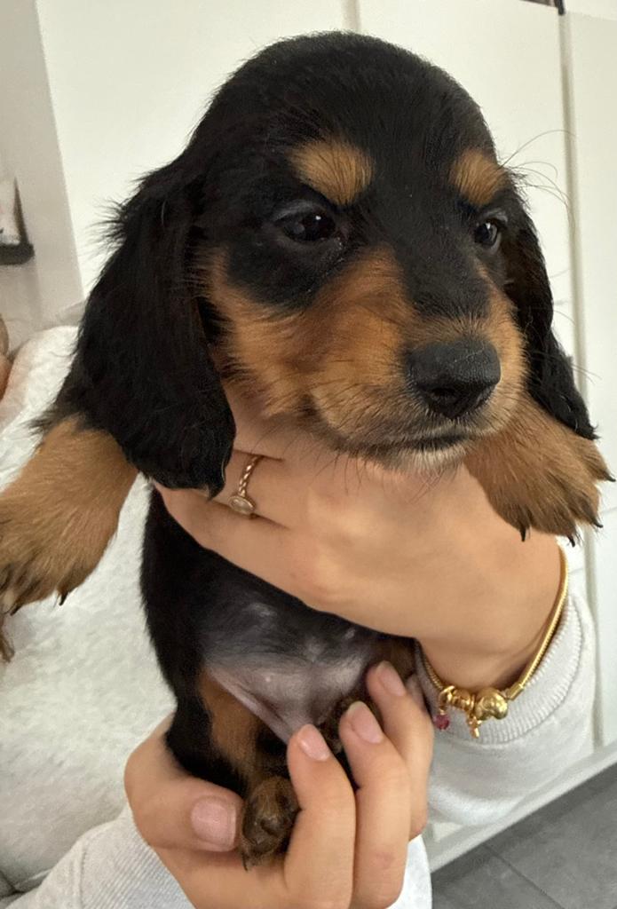 Teckel pups langhaar dwerg, België, Particulier, 8 tot 15 weken, Parvo