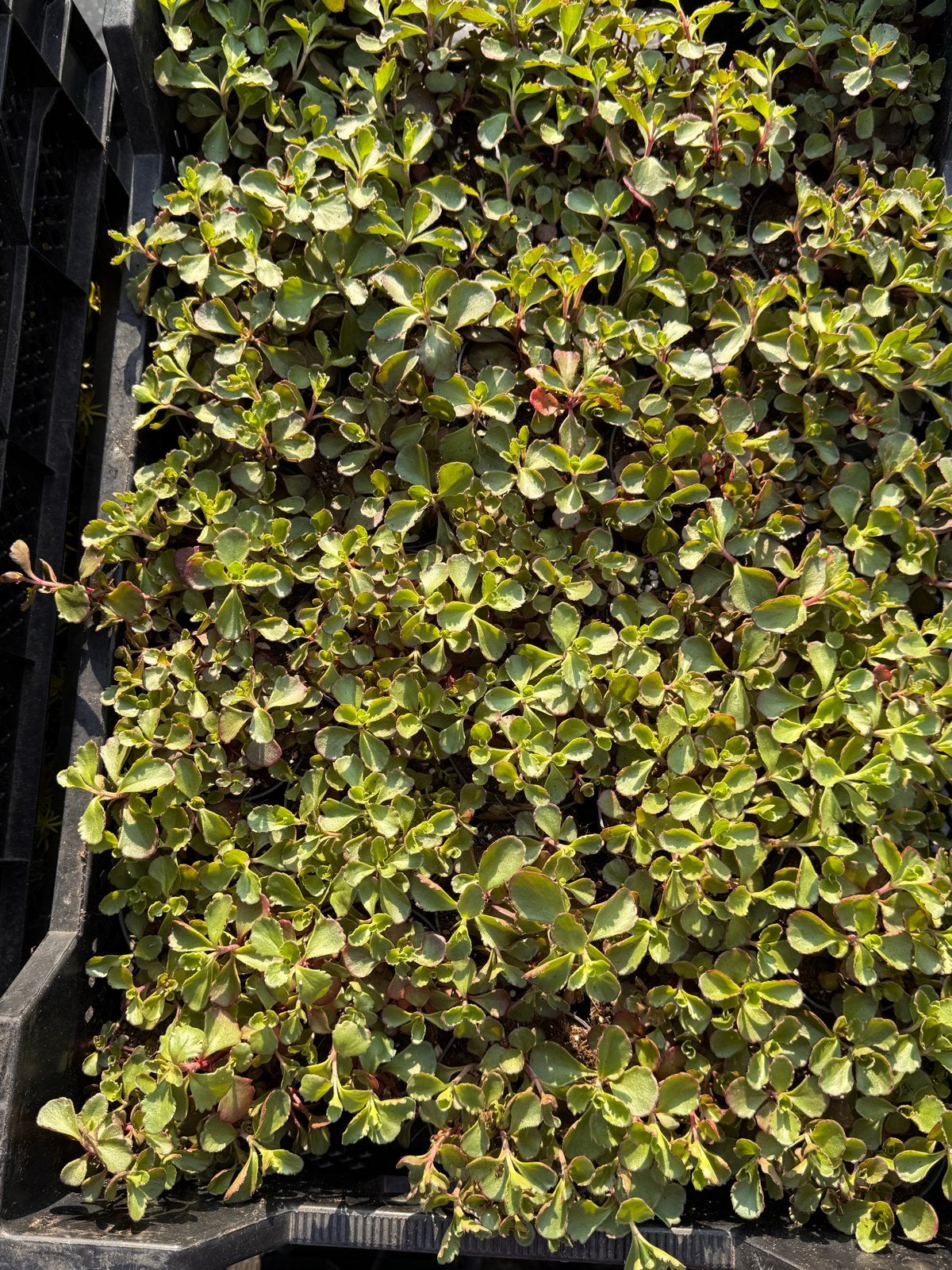 Rotsplanten: 30 soorten,10 voor €10, sempervivum, sedums enz, Ophalen, Bodembedekkers, Volle zon, Vaste plant