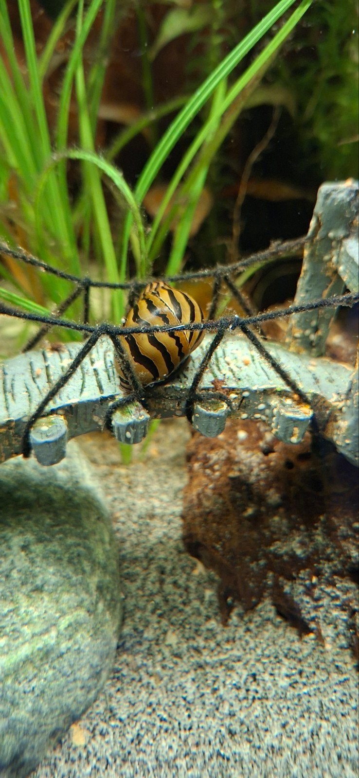 Drie Zebraslakken te koop alle 3 voor 4 euro, Ophalen, Plant(en), Steen of Hout