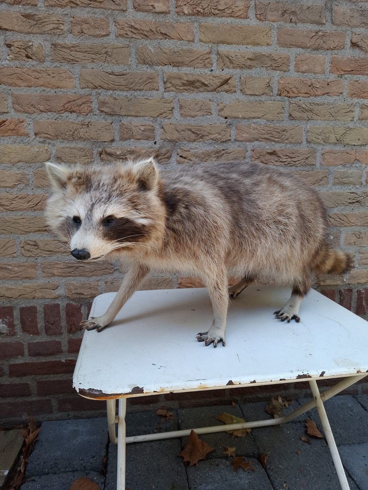 opgezette wasbeer taxidermy schedel gewei hert jacht, Ophalen, Wild dier, Opgezet dier