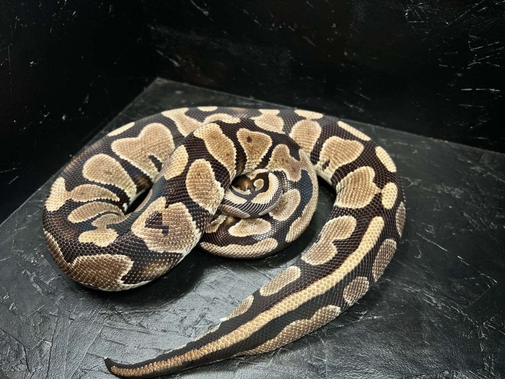 Ball python 1.1 Gravel het DG bewezen koppel (Houten) Ball Python - unknown for sale from shirley sterckx