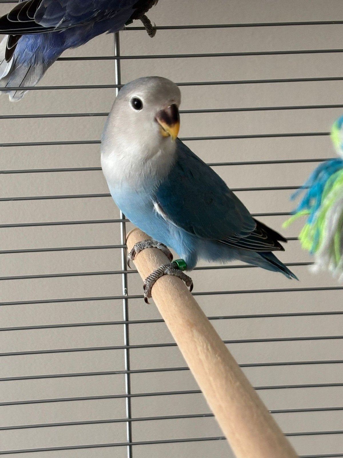 agapornis man (Turquoise Opaline / Cinnamon) – DNA-getest, Mannelijk, Dwergpapegaai of Agapornis, Geringd