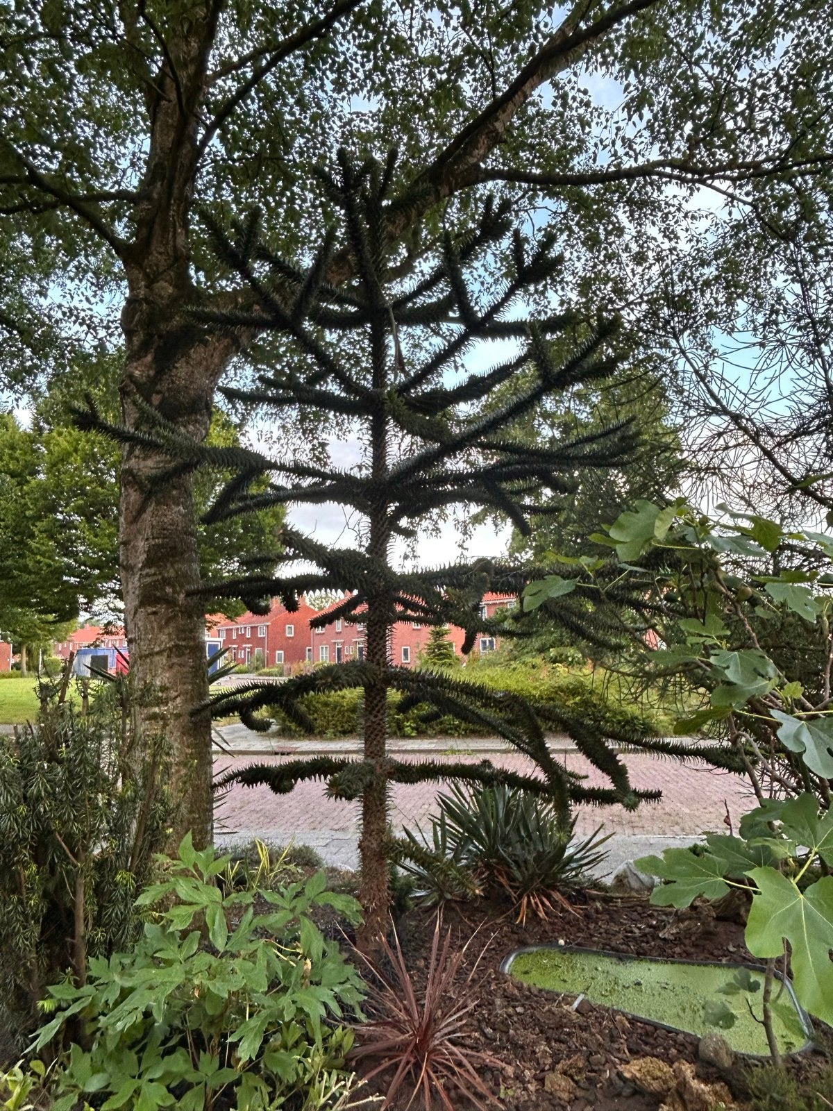 Apenboom (Araucaria araucana) - 3 meter hoog, Tuin en Terras, Volle zon, Vaste plant, Bloeit niet, Ophalen
