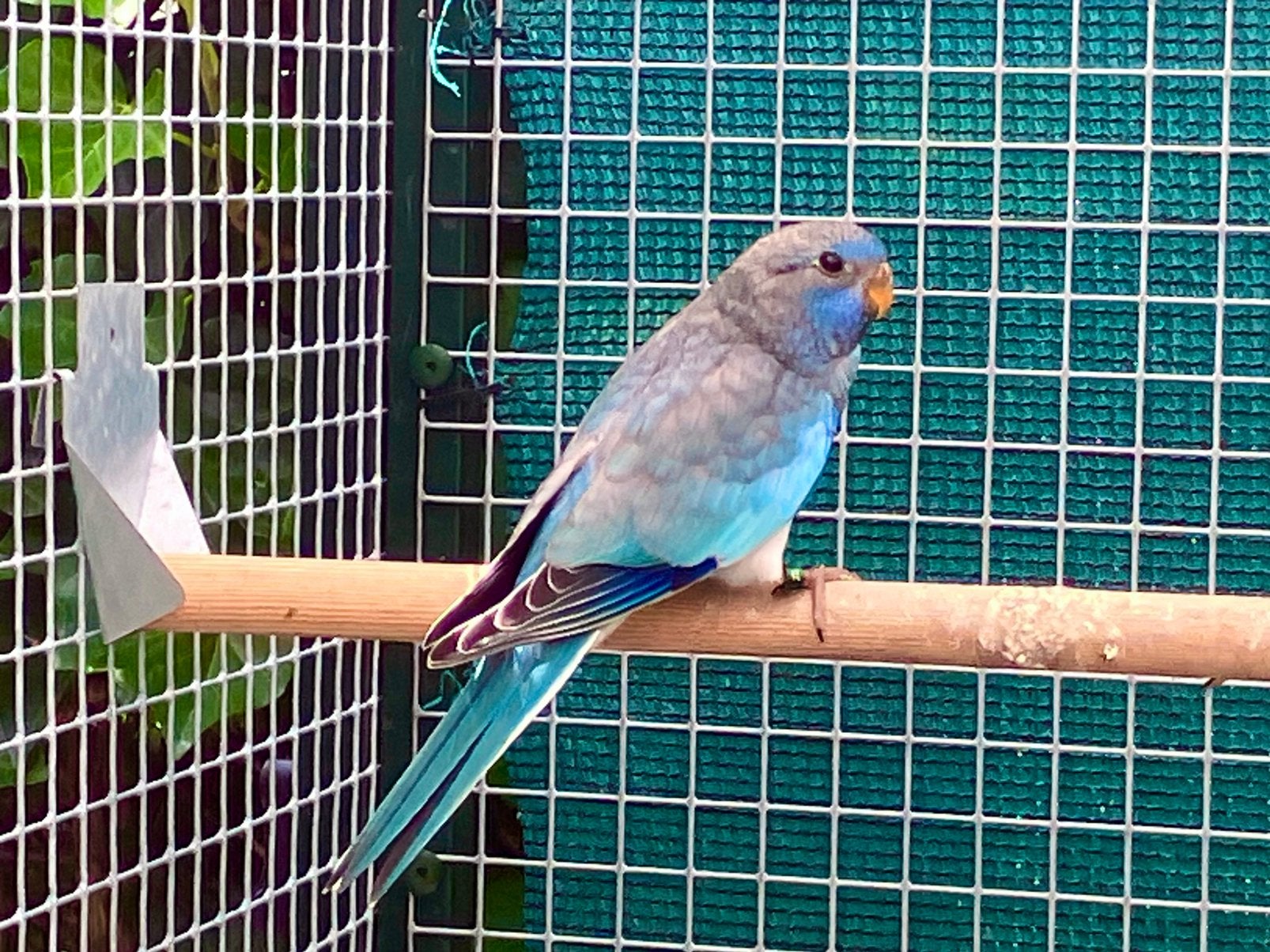 Splendid witborst man , mei’ 25, Dieren en Toebehoren, Vogels | Parkieten en Papegaaien, Mannelijk, Parkiet, Geringd