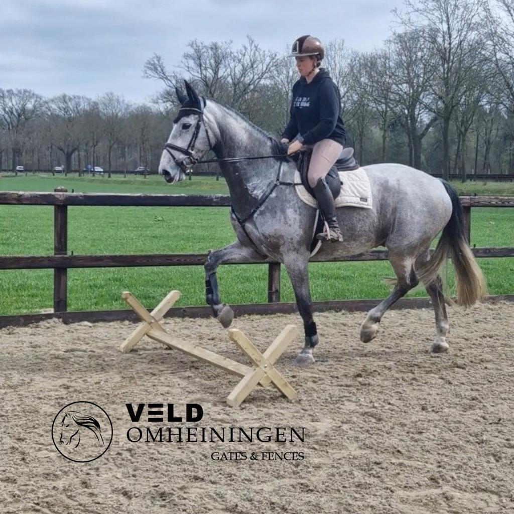 Trainingsbalk, Cavaletti, Hindernis, Springbalk, Cavalettis, Weidegang, Sales@veldomheiningen.nl, Schaijk, 4 paarden of pony's of meer