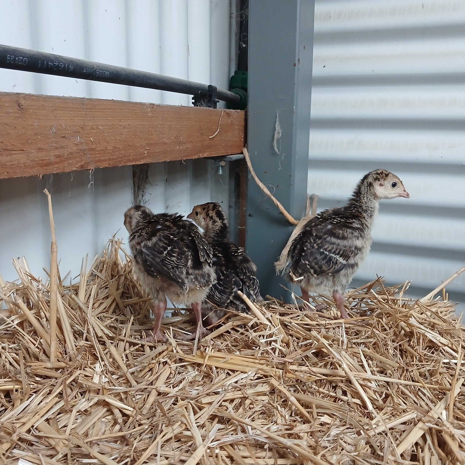 brons kalkoen kuikens te koop, Meerdere dieren, Kalkoen