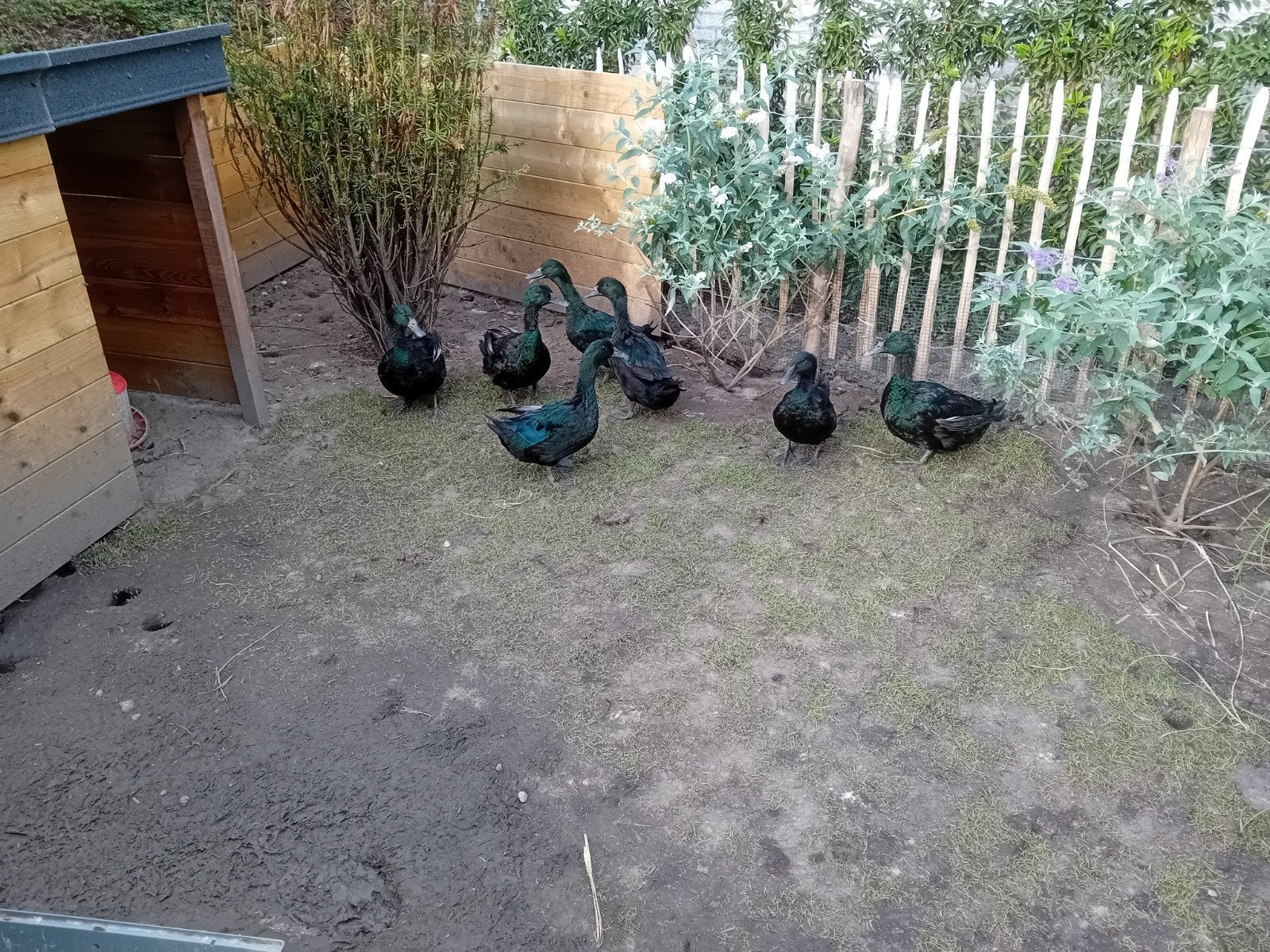 cayuga eenden