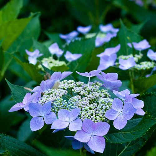 Hortensia met paarse bloemen, Vaste plant, Halfschaduw, Zomer, Ophalen