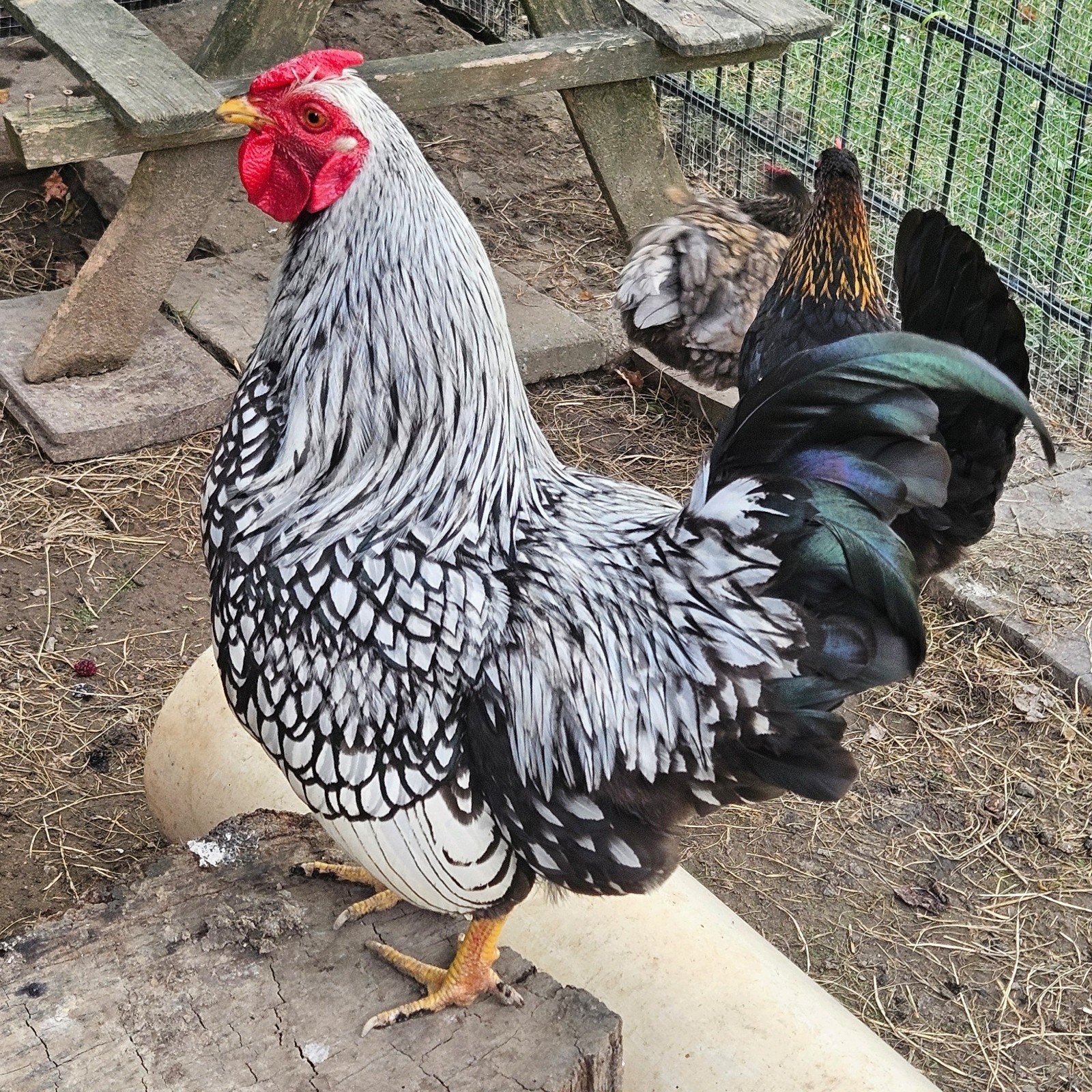 Tamme Wyandotte haan, Dieren en Toebehoren, Pluimvee, Mannelijk, Kip