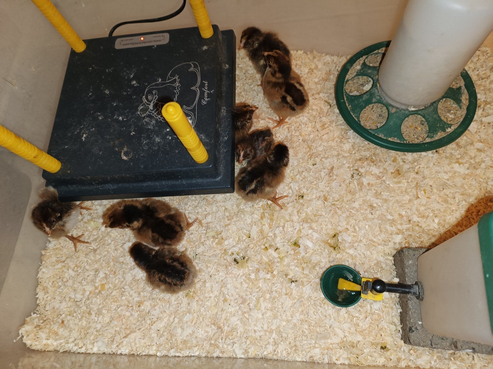 10 Barnevelder kuikens, Dieren en Toebehoren, Pluimvee, Geslacht onbekend, Kip