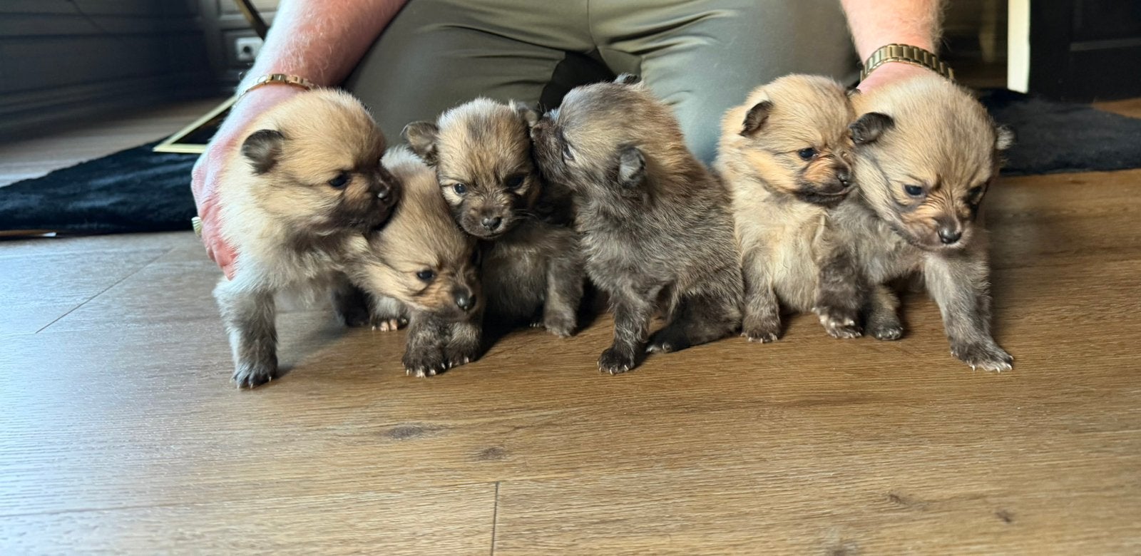 Pomeriaan nestje waarvan 4 reutjes/3 teefjes, 8 tot 15 weken, CDV (hondenziekte), Meerdere, Meerdere dieren