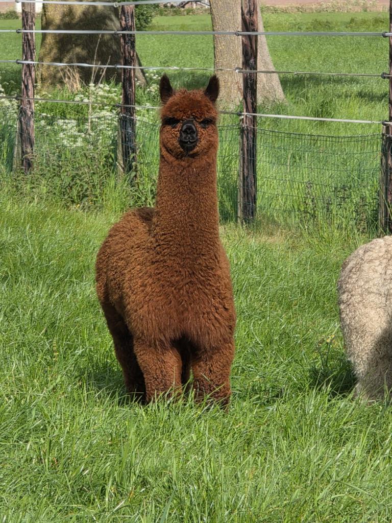 Alpaca merrie, Dieren en Toebehoren, April, Vrouwelijk