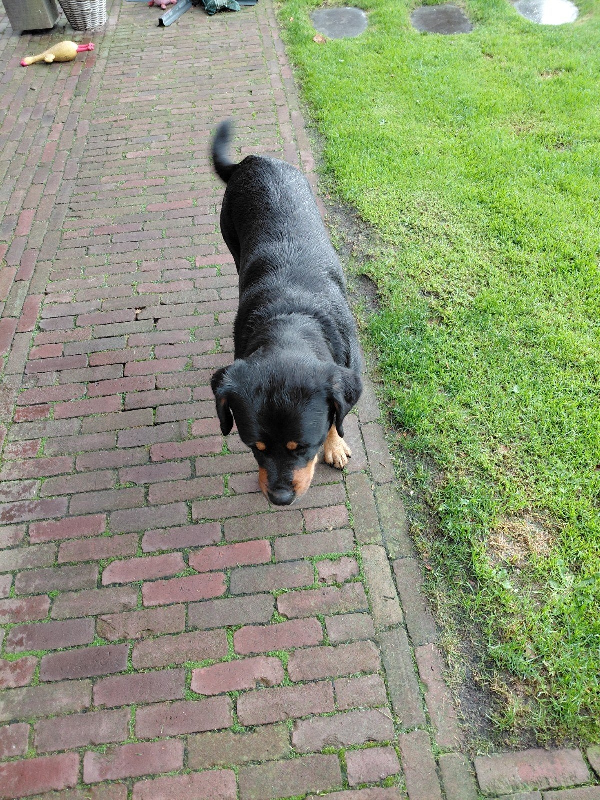 goed tehuis gezocht, Dieren en Toebehoren, Teef, Groot, Eén hond, CDV (hondenziekte)