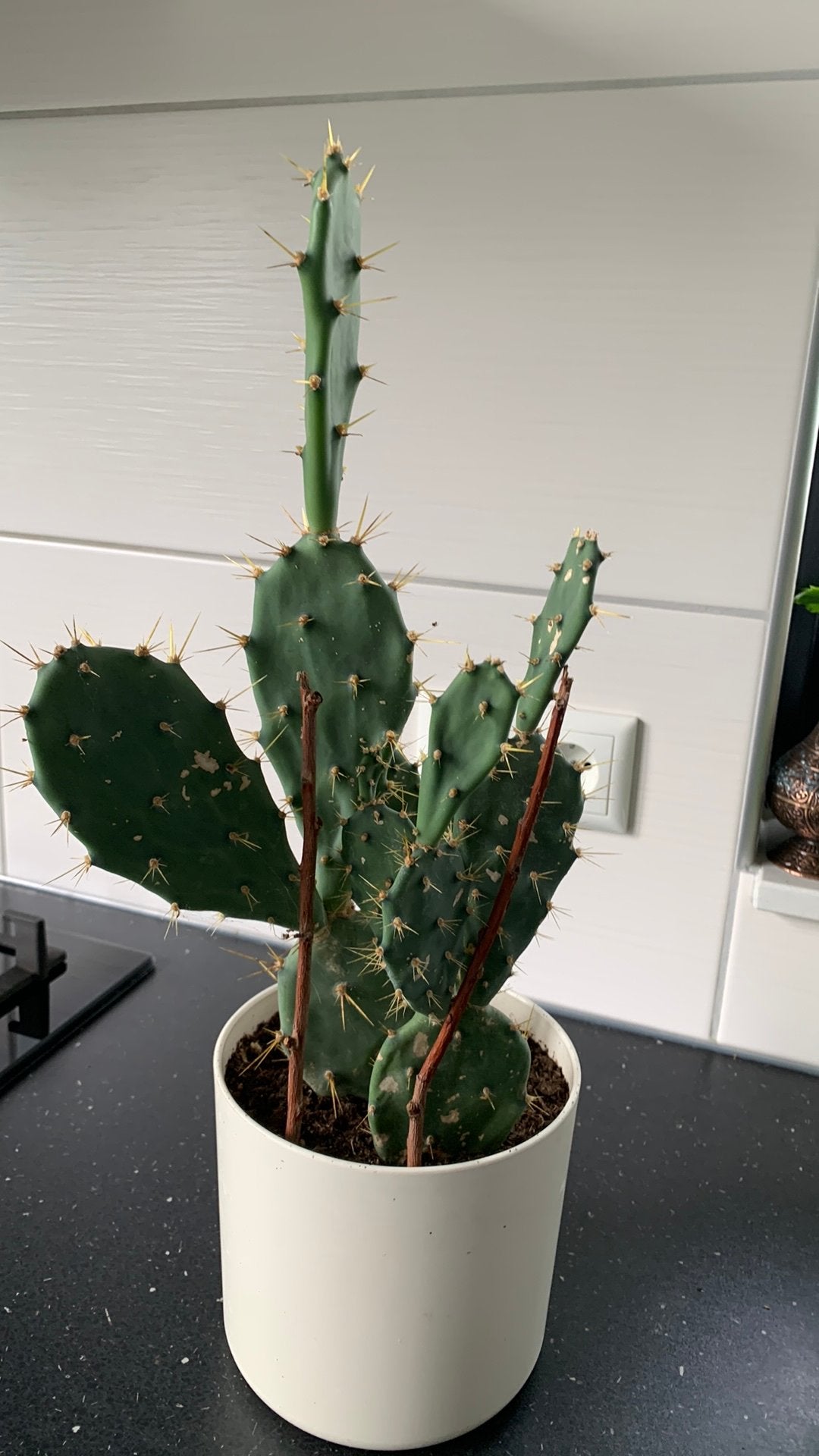 Cactus plant met pot €7, Huis en Inrichting, Ophalen, Cactus, Volle zon, Minder dan 100 cm