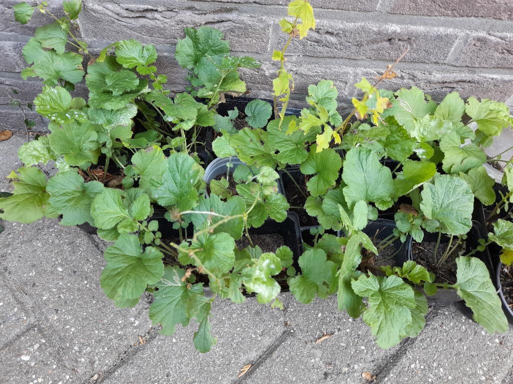 Diverse potten geel NAGELKRUID (geum urbanum) bodembedekker, Ophalen of Verzenden, Vaste plant, Overige soorten, Halfschaduw