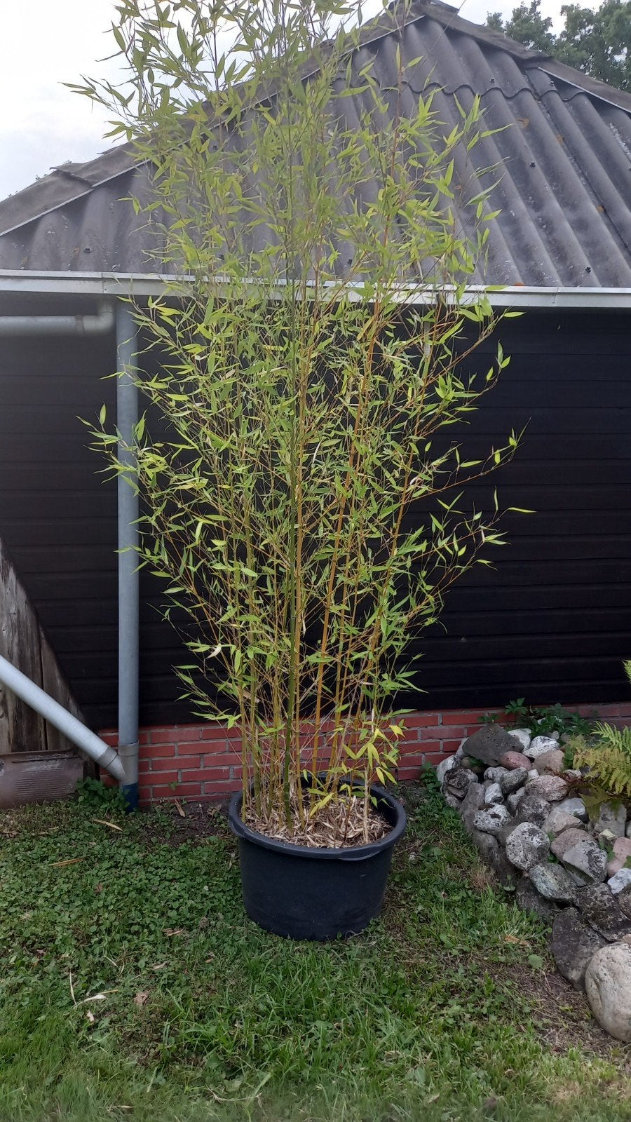 Bamboe 3.5 meter, Tuin en Terras, Planten | Struiken en Hagen, Ophalen