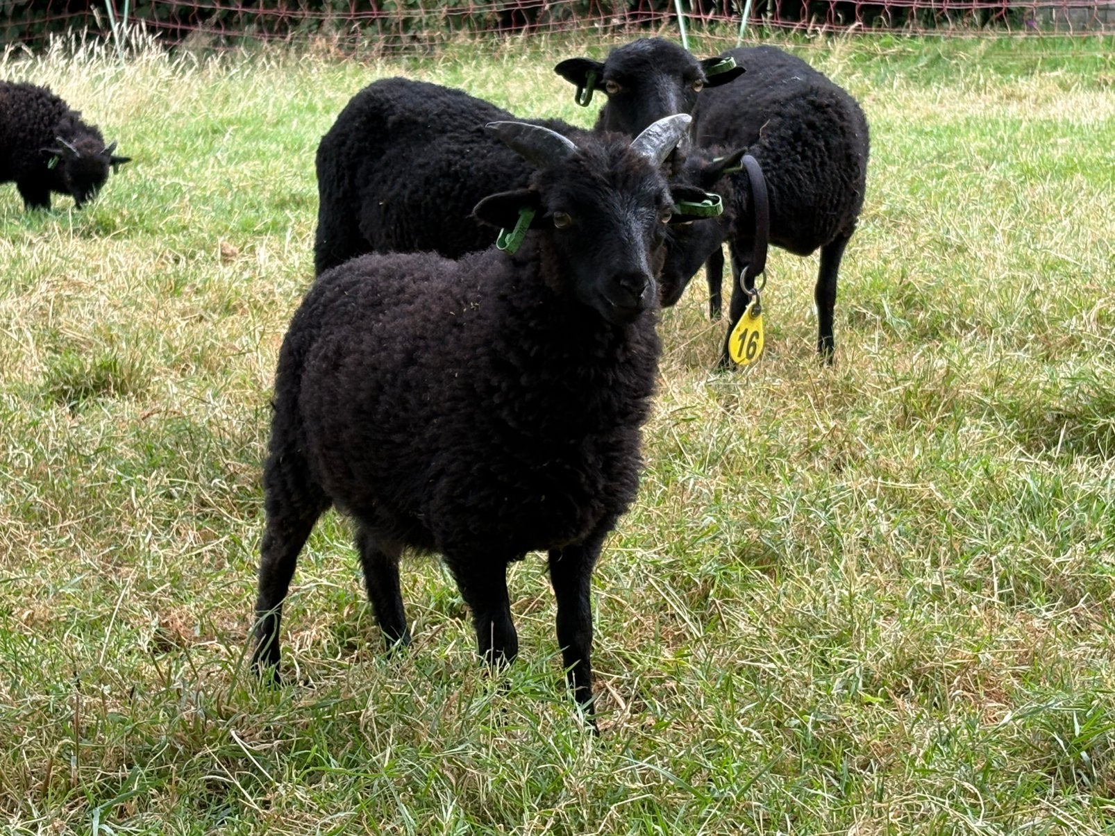 Jonge Ouessantram stamboek, zwoegervrij en ARR-ARR, Dieren en Toebehoren, Mannelijk, Schaap