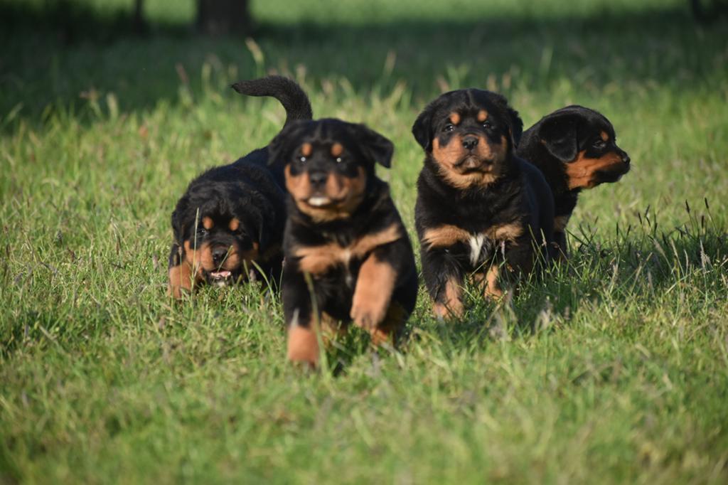 Leuke en vrolijke rottweiler x berner sennen pups!, 8 tot 15 weken, Parvo, Meerdere, Meerdere dieren