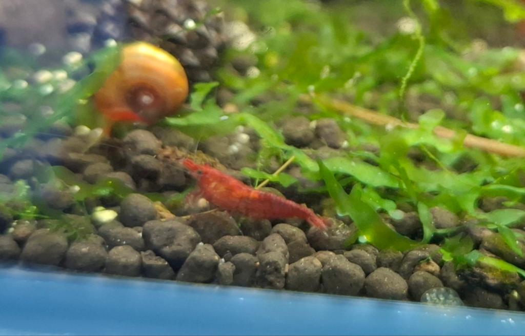 Rode neocaridina garnalen | Red Cherry, Dieren en Toebehoren, Vissen | Aquariumvissen, Kreeft, Krab of Garnaal, Zoetwatervis