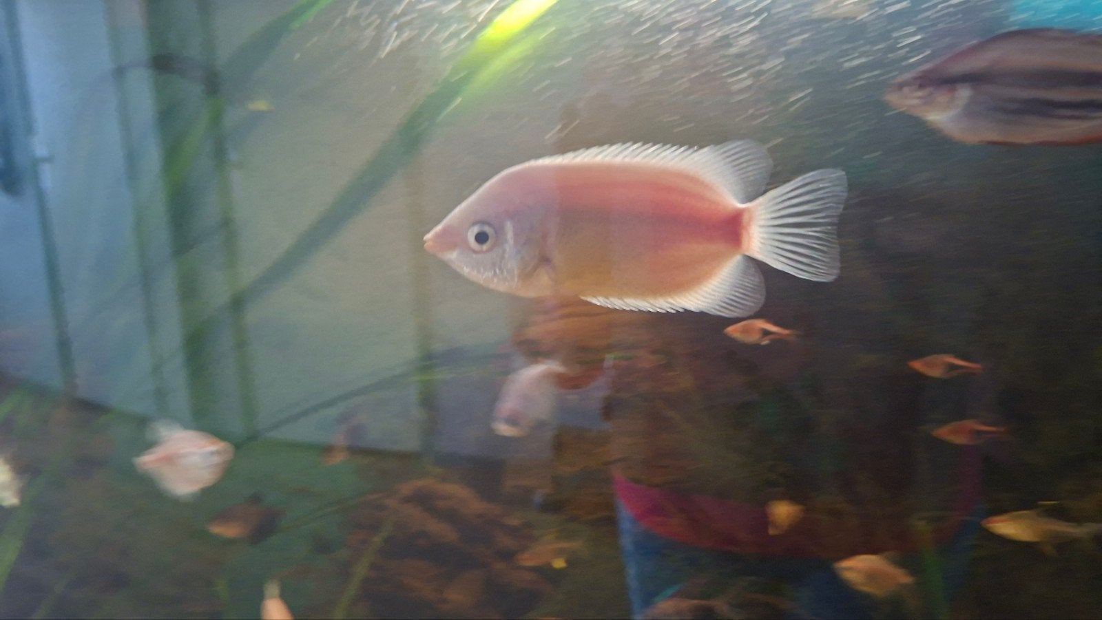 Tekoop kleine zoenvis en gratis grote gele algeneter, Dieren en Toebehoren, Vissen | Aquariumvissen, Vis, Zoetwatervis