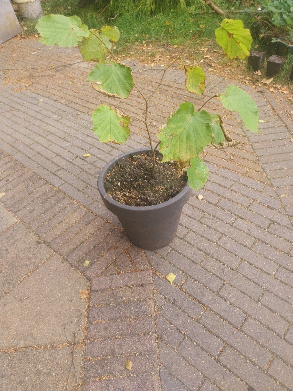 Hazelaar | Hazelnootstruik, Ophalen, Halfschaduw, Overige soorten, Minder dan 100 cm