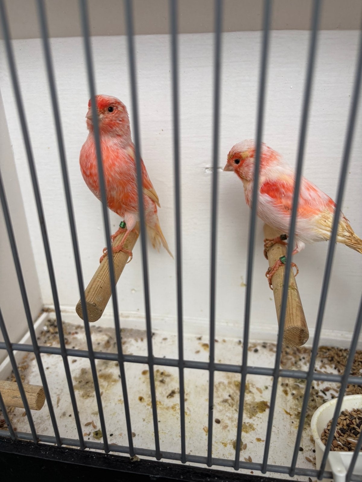 2 rood mozaïek mannen, Dieren en Toebehoren, Mannelijk, Kleurkanarie