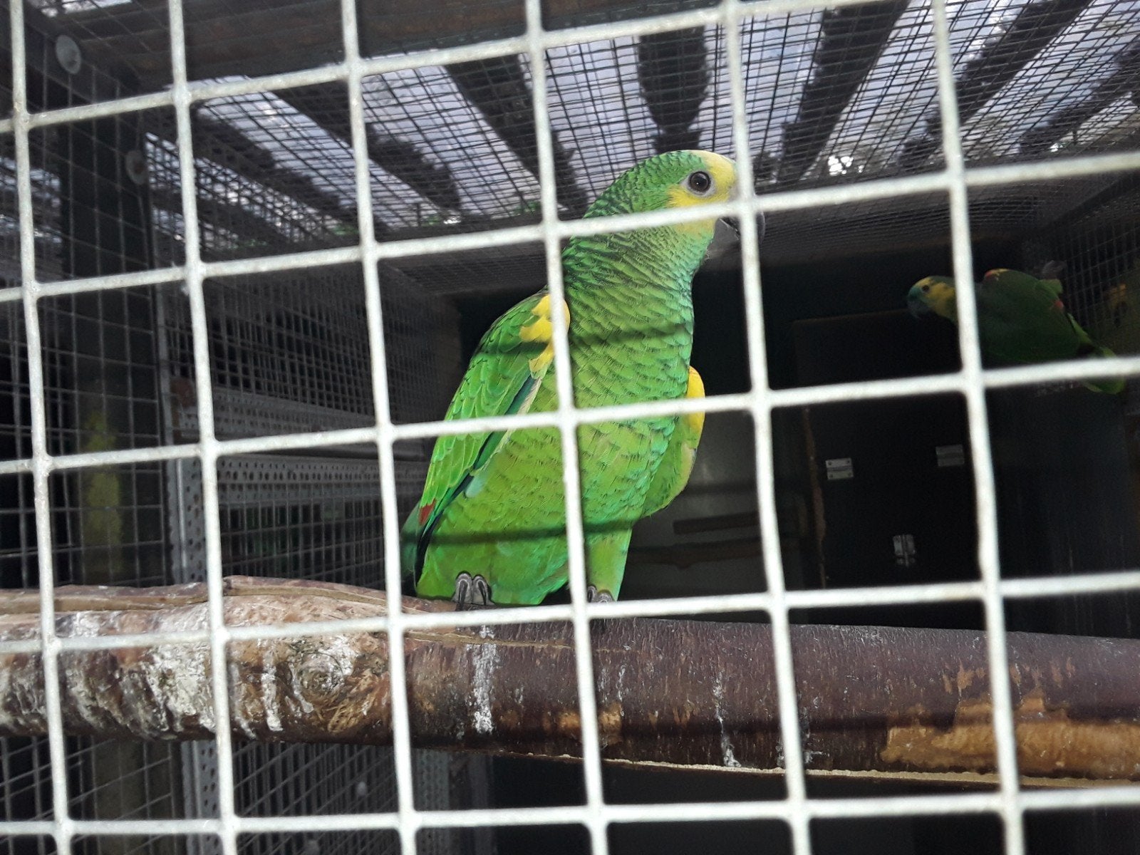 Jonge blauwvoorhoofdgeelvleugelamazone, Geslacht onbekend, Papegaai, Geringd
