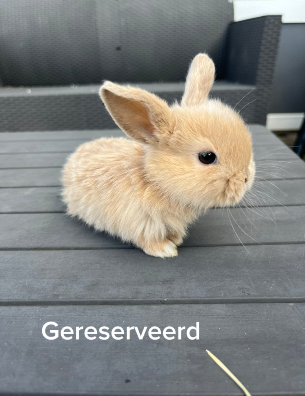 Lieve dwerg hangoor konijntjes te koop, Dieren en Toebehoren, Meerdere dieren, Dwerg, Hangoor