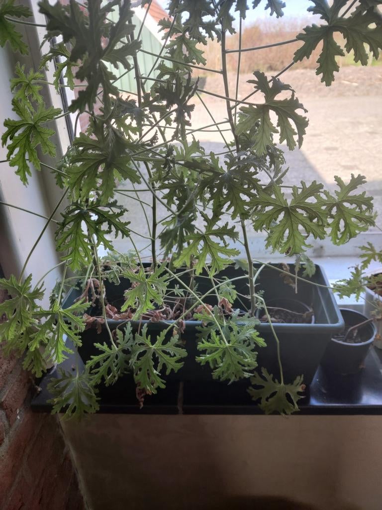 Citroen geranium, Tuin en Terras, Planten | Tuinplanten, Ophalen, Overige soorten, Volle zon