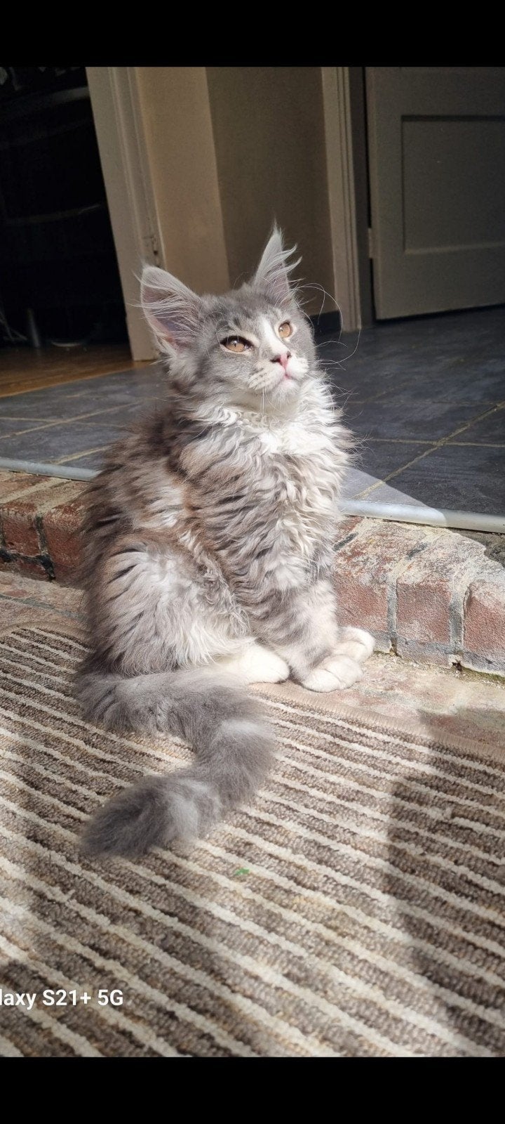 Schitterend Maine Coon poesje beschikbaar, Dieren en Toebehoren, Poes, Met stamboom, 0 tot 2 jaar