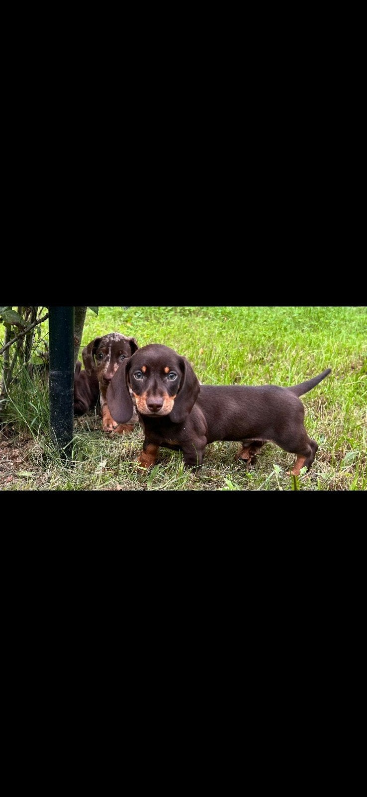 te koop teckel pups, Overige rassen, 8 tot 15 weken, Meerdere, Meerdere dieren