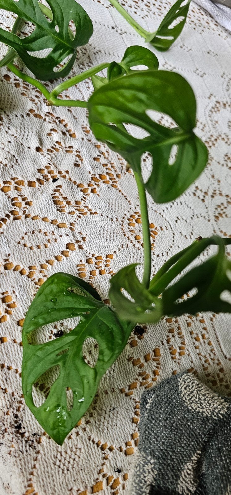 Stek Monkey hang/klimplant, Overige soorten, Minder dan 100 cm, Groene kamerplant, Halfschaduw