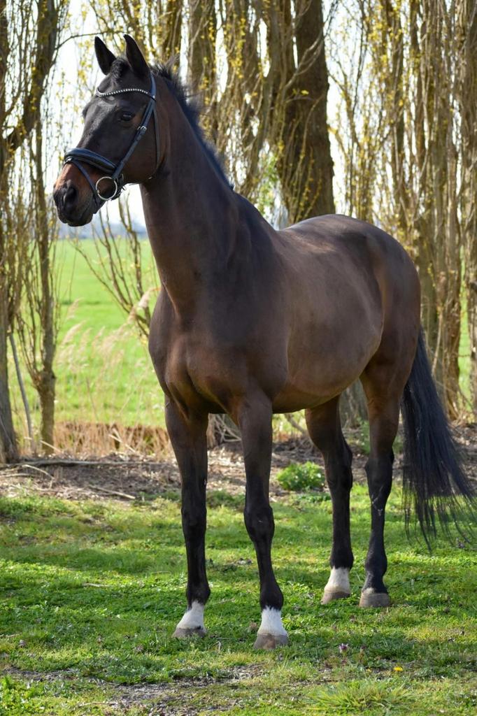 Leuk leerpaard aangeboden, Dieren en Toebehoren, Ruin, Dressuurpaard, 170 tot 175 cm, 11 jaar of ouder