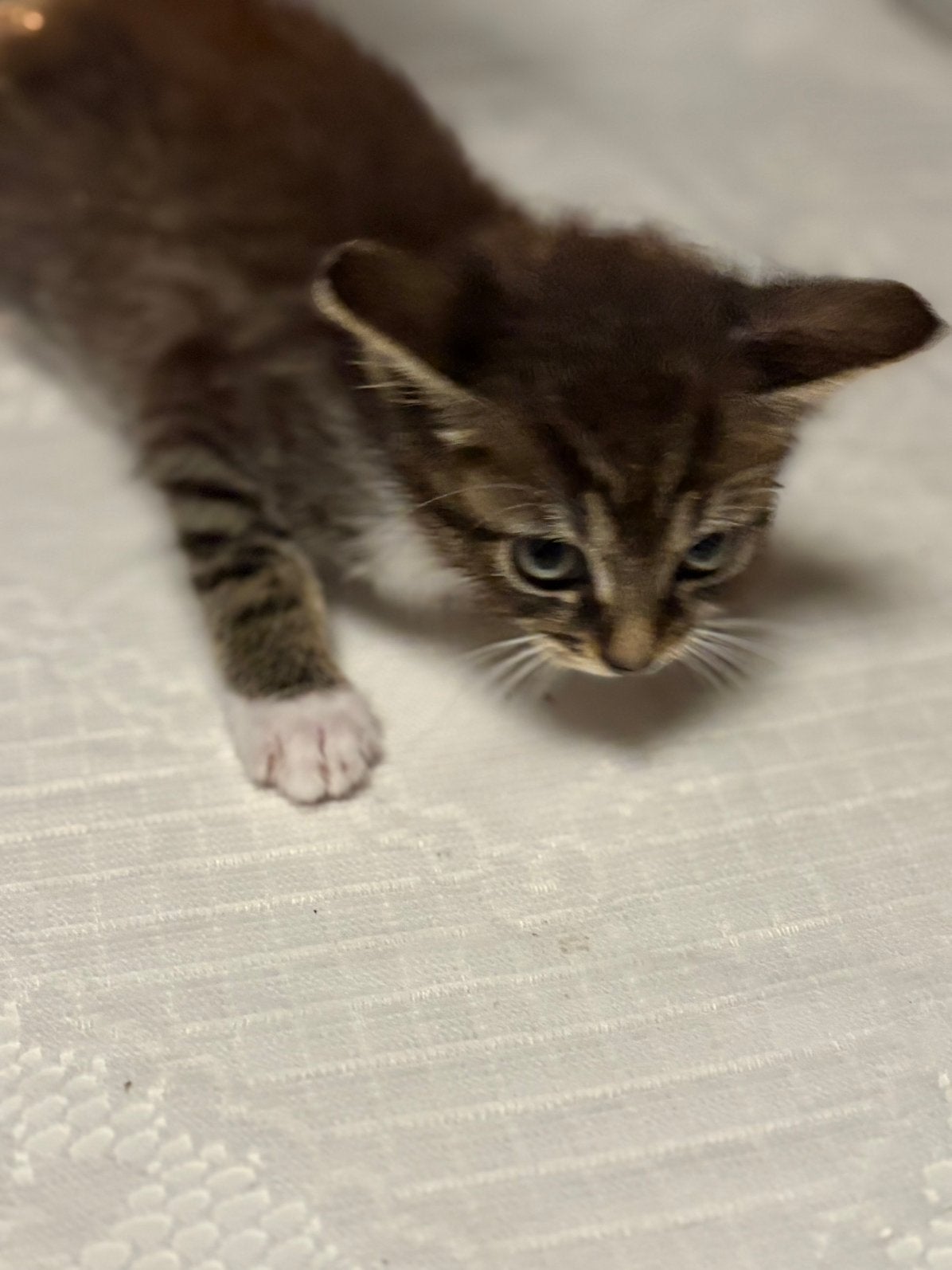 5 kittens 1 nestje, Dieren en Toebehoren, Meerdere dieren