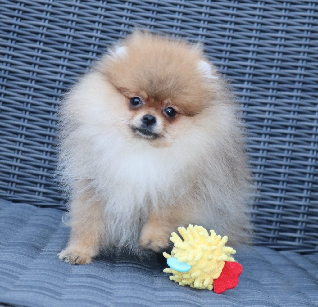 Mini Bearface Pomeriaan/Pomeranian Teefje Aanwezig in NL, Keeshond, 15 weken tot 1 jaar, Buitenland, Teef