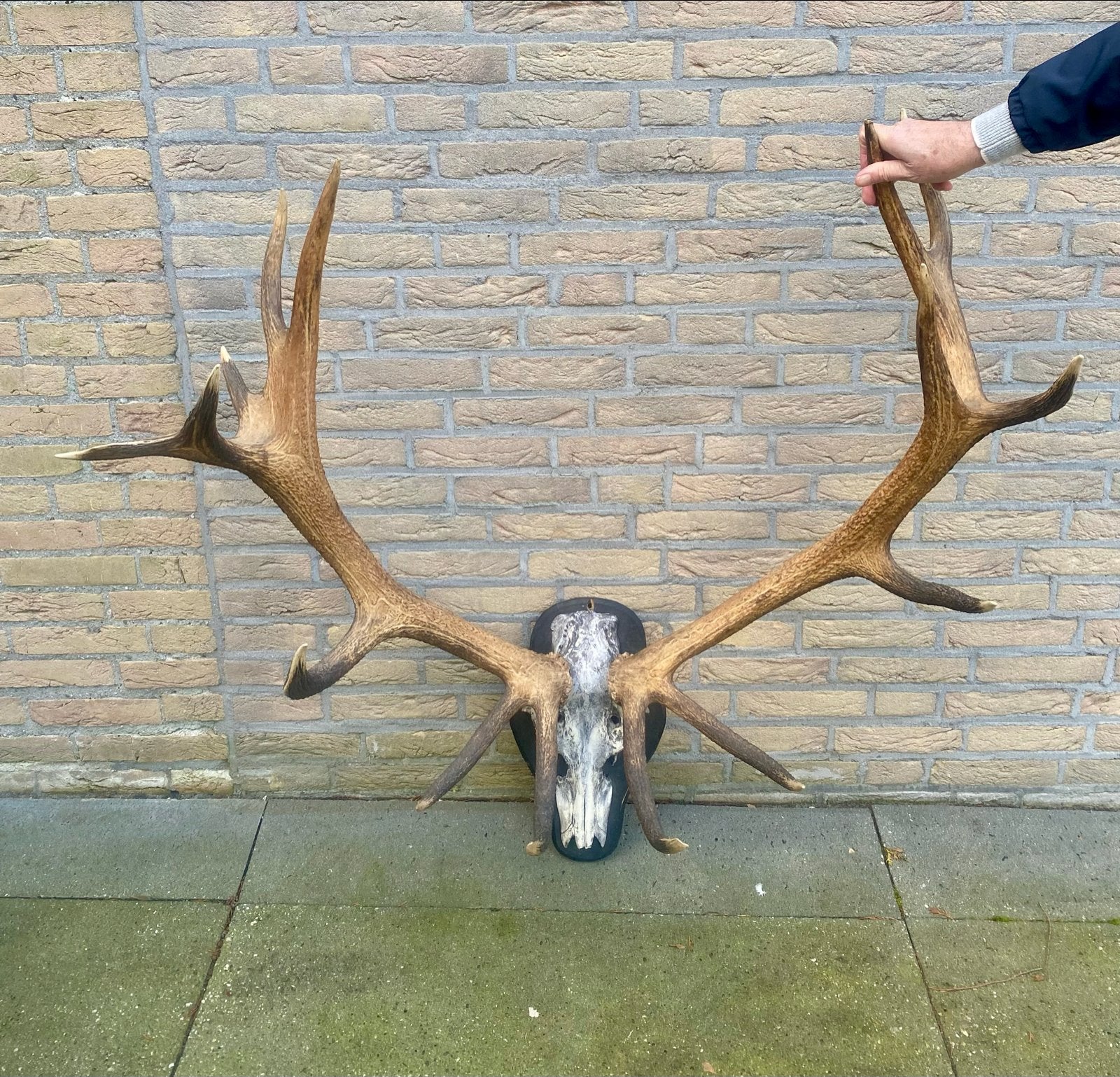 Groot hertengewei op schild, Ophalen, Gebruikt, Hert, Gewei of Kop